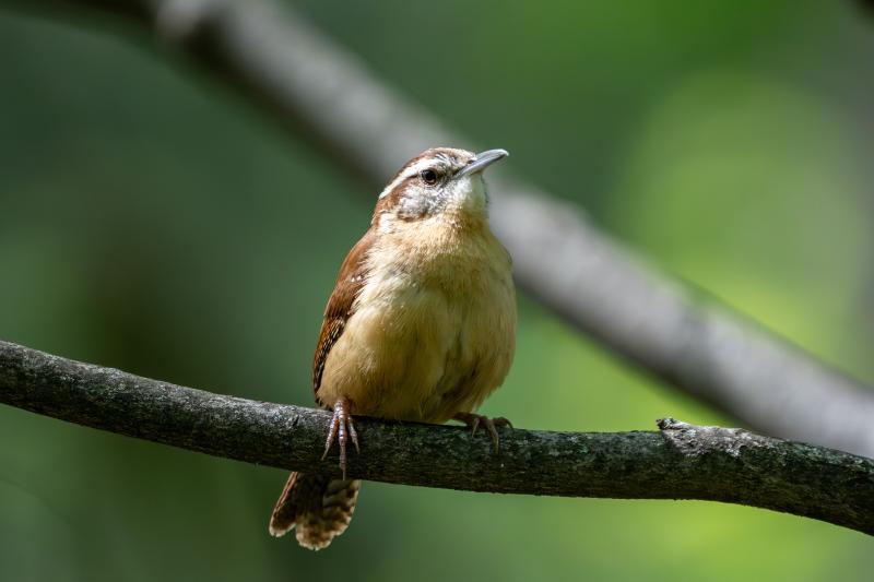 Carolina Wren, in TX
