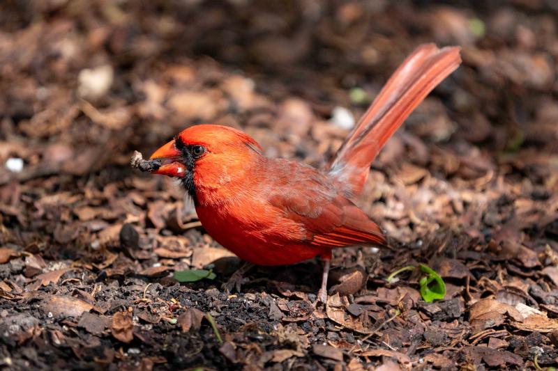 Northern Cardinal male, in TX