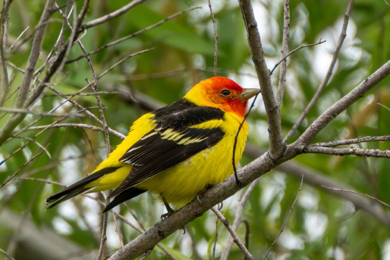 Western Tanager
