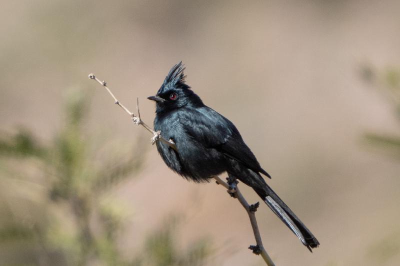 Phainopepla