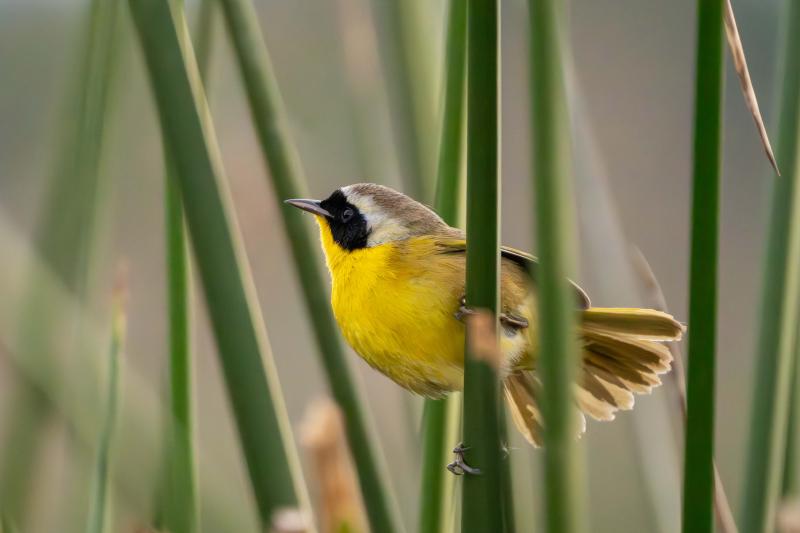 Common Yellowthroat