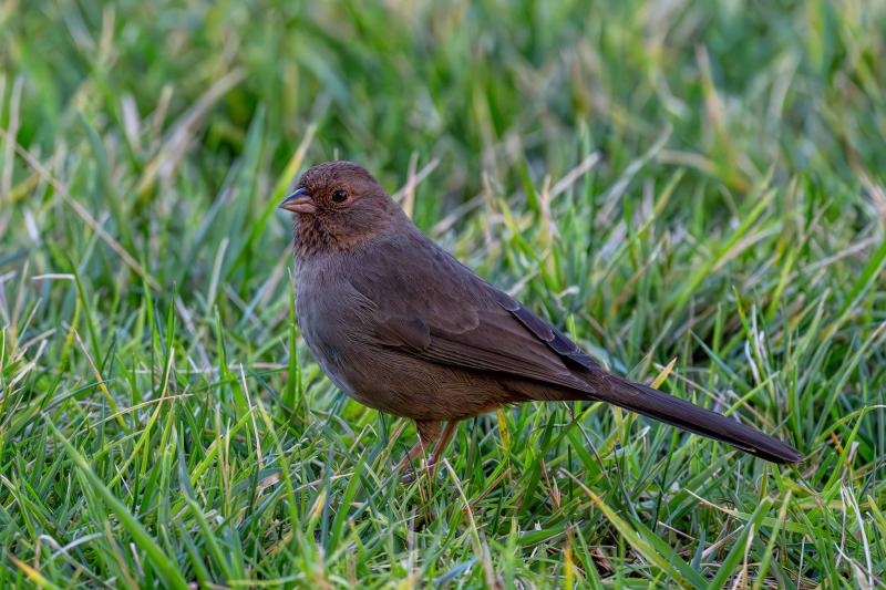 California Towhee