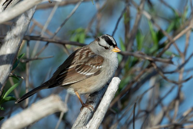 White-crowned Sparrow