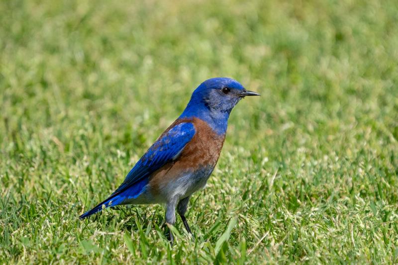 Western Bluebird