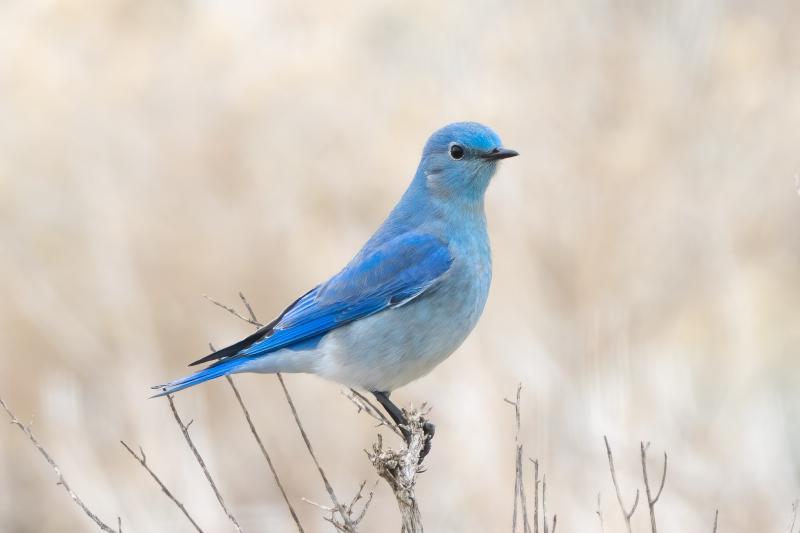 Mountain Bluebird