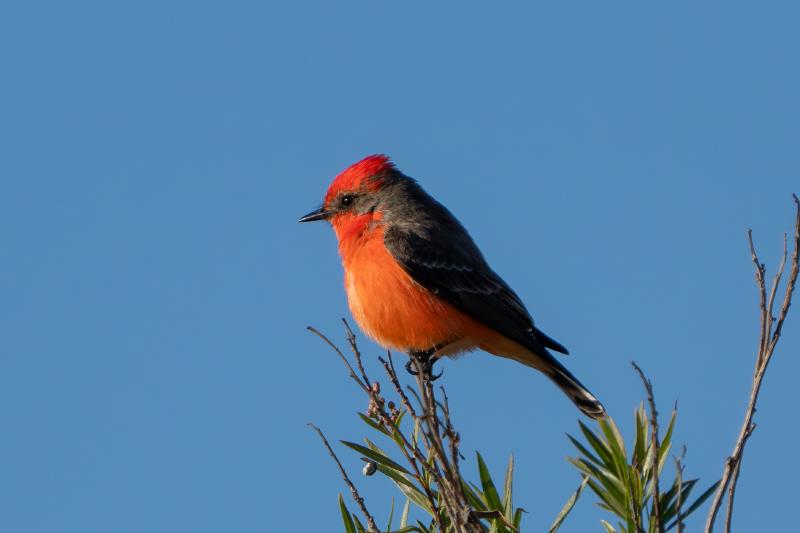 Vermilion Flycatcher
