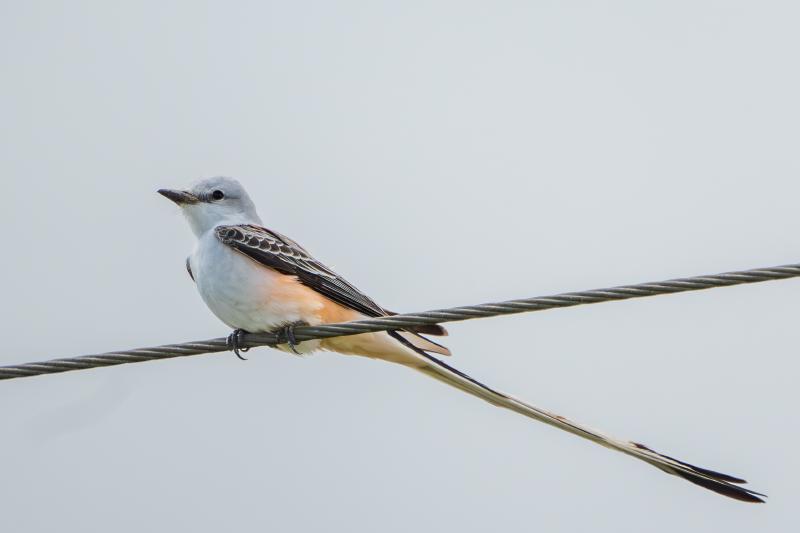 Scissor-tailed Flycatcher, in TX
