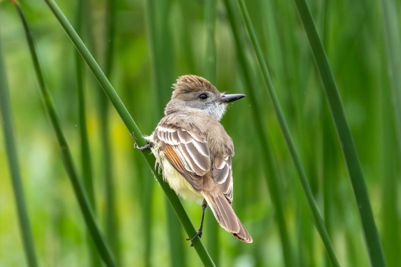 Ash-throated Flycatcher