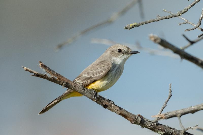 Vermilion Flycatcher immature female