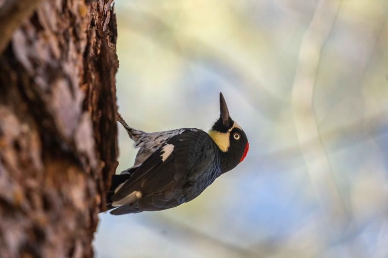 Acorn Woodpecker