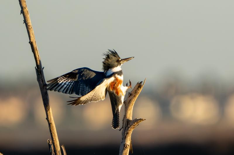 Belted Kingfisher