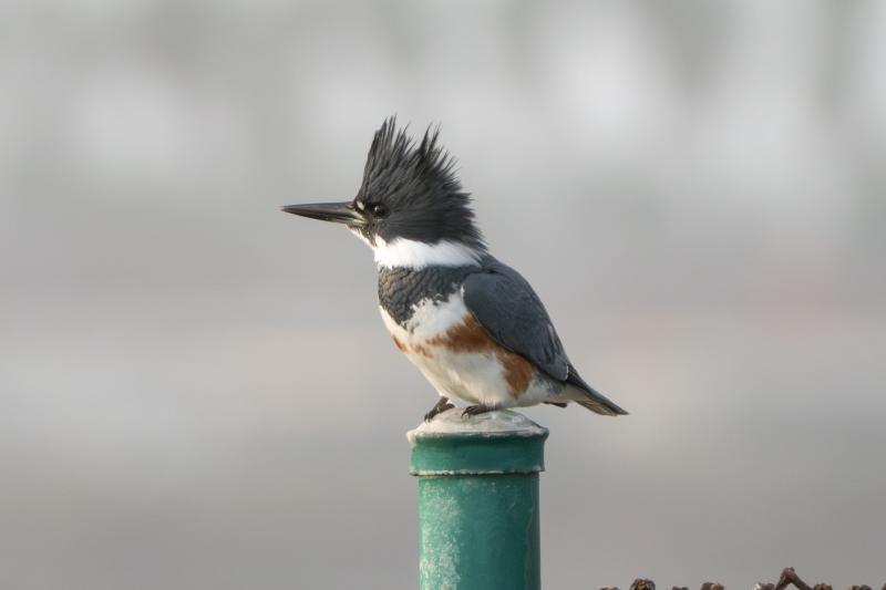 Belted Kingfisher