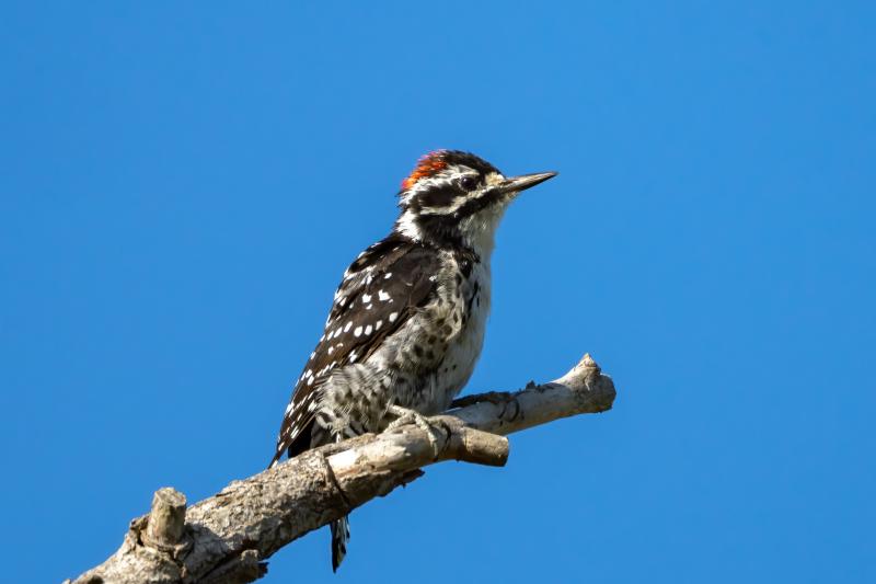 Nuttalls Woodpecker