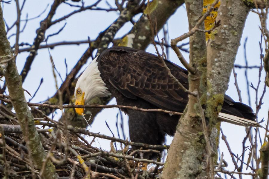 Hawks, Eagles, Kites and Ospreys