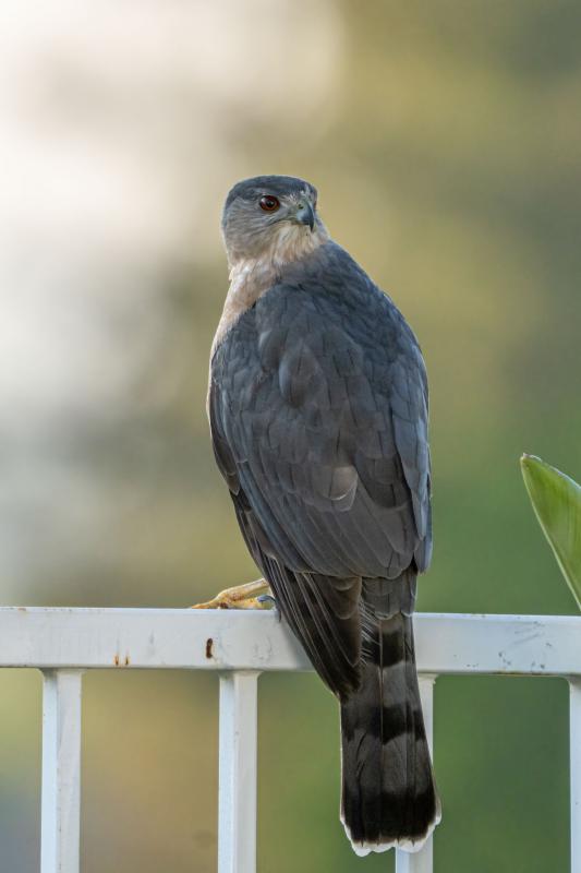 Cooper‘s Hawk