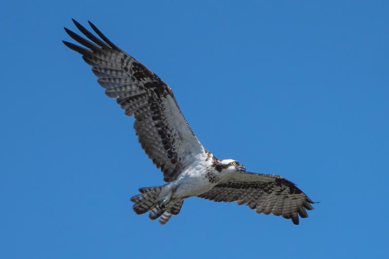 Osprey