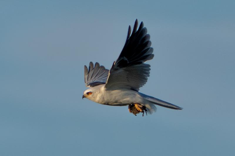 White-tailed Kite