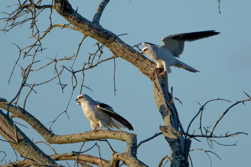 White-tailed Kites female and male