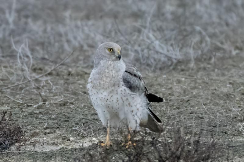 Northern Harrier male