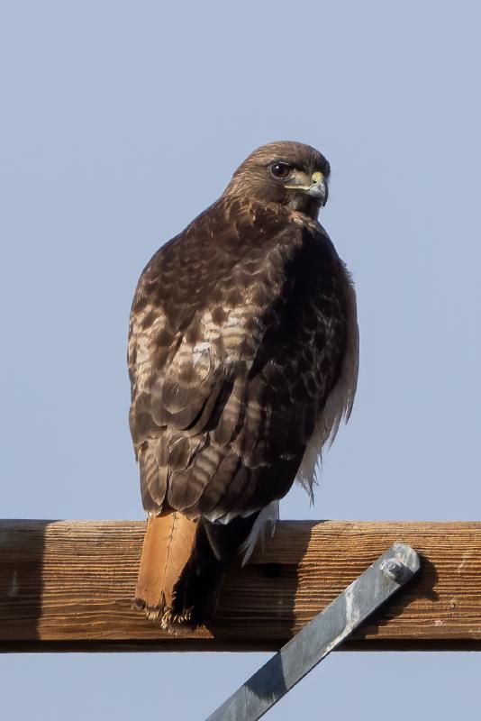 Red-tailed Hawk
