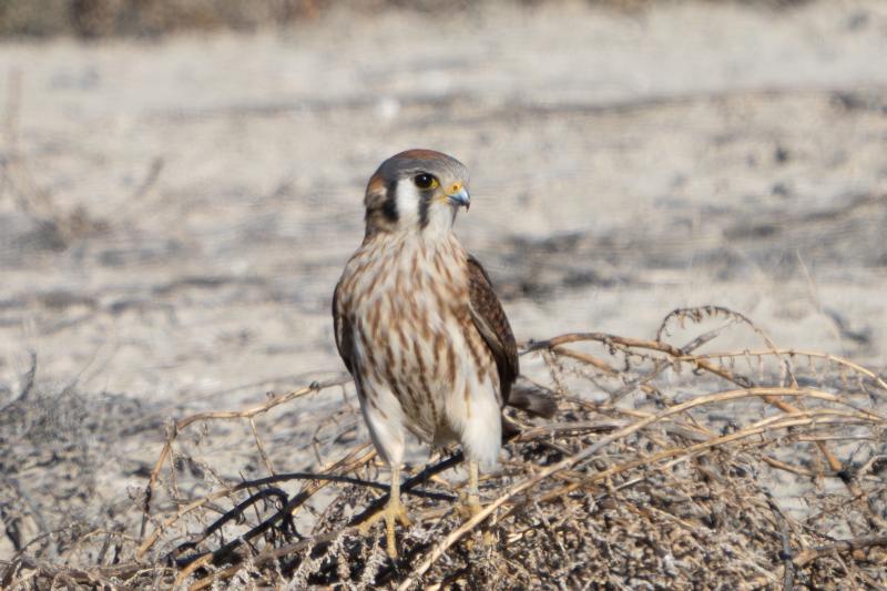 American Kestrel female