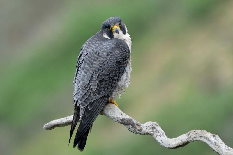 Peregrine Falcon female