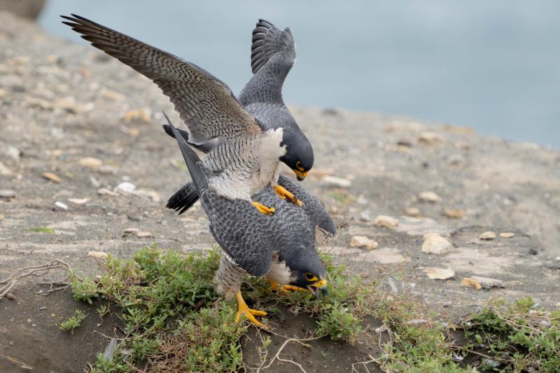 Peregrine Falcons mating
