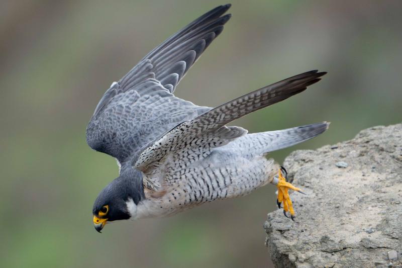 Peregrine Falcon male