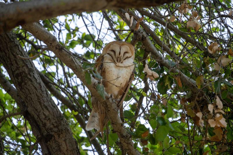 Barn Owl