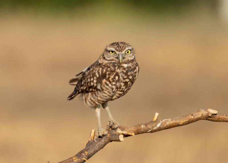Burrowing Owl