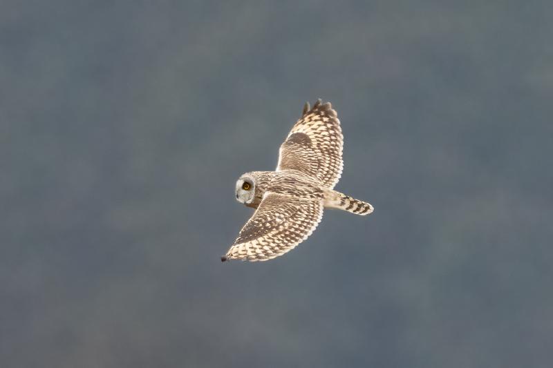 Short-eared Owl