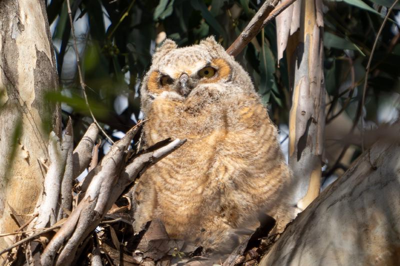 Great Horned Owl baby
