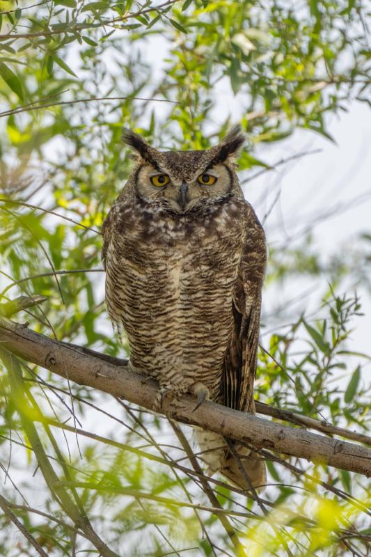 Great Horned Owl