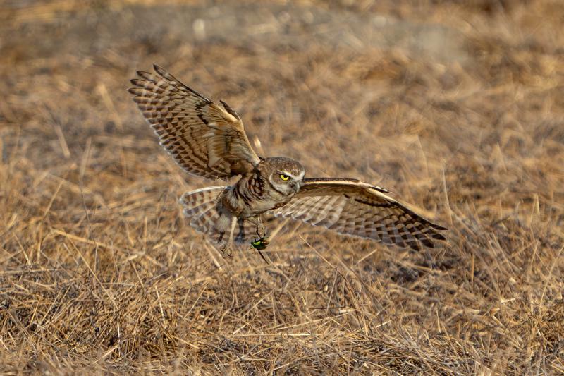 Burrowing owl with june bug