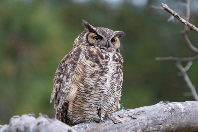 Great Horned Owl