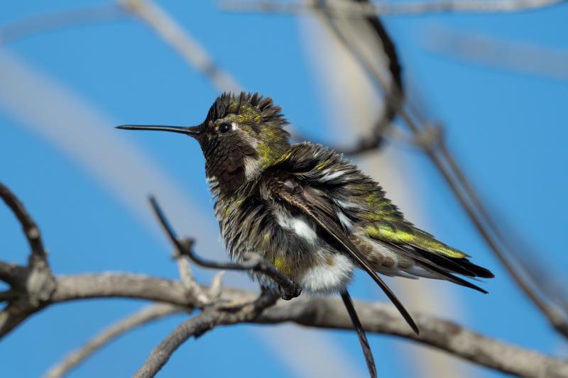 Anna's Hummingbird