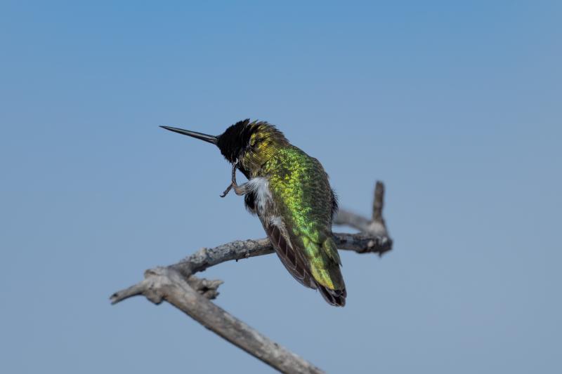 Anna's Hummingbird